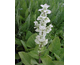 Salvia sclarea var. turkestanica Vatican White