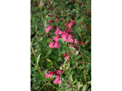 Salvia x jamensis