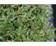 Sanguisorba Daily Marble ®