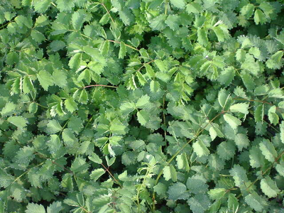 Sanguisorba minor