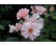 Rosa Santa Catalina
