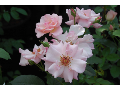 Rosa