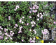 Saponaria ocymoides 