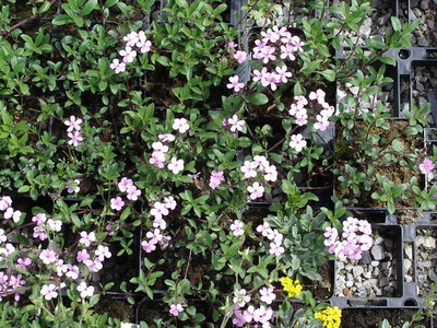 Saponaria ocymoides 