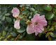 Rosa Satin Haze