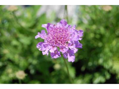 Scabiosa