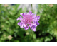 Scabiosa Vivid Violet ®