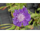 Scabiosa caucasica Fama Deep Blue