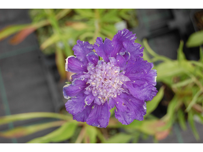 Scabiosa caucasica