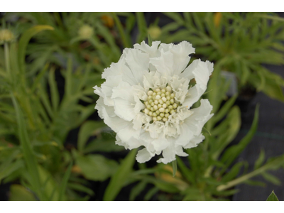 Scabiosa caucasica