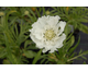 Scabiosa caucasica Fama White