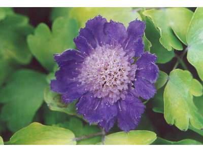 Scabiosa caucasica