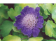 Scabiosa caucasica Kompliment