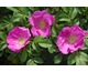 Rosa Scabrosa