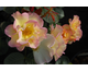 Rosa Scented Garden