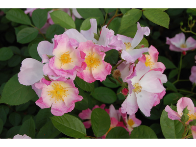 Rosa
