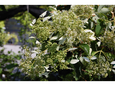 Schizophragma hydrangeoides