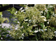 Schizophragma hydrangeoides