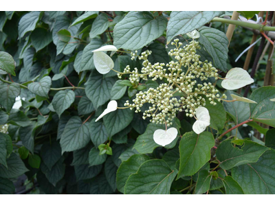 Schizophragma hydrangeoides