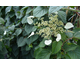 Schizophragma hydrangeoides Moonlight