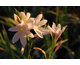 Schizostylis coccinea Alba