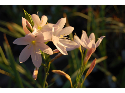 Schizostylis coccinea