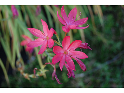 Schizostylis coccinea