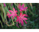 Schizostylis coccinea Fenland Daybreak