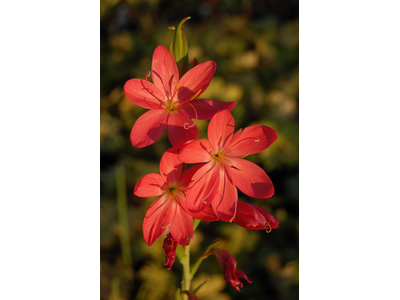 Schizostylis coccinea