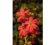 Schizostylis coccinea Major