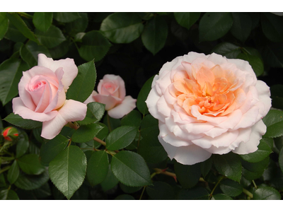 Rosa