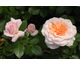 Rosa Schloss Eutin