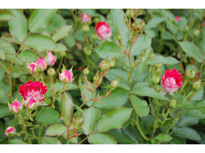 Rosa