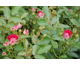 Rosa Schone Koblenzerin