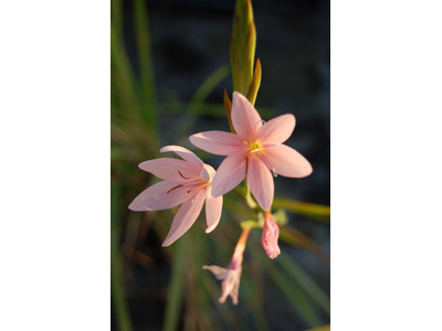 Schizostylis coccinea