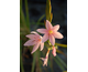 Schizostylis coccinea Mrs Hegarty