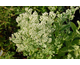 Sedum