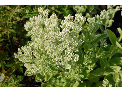 Sedum