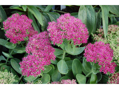 Sedum