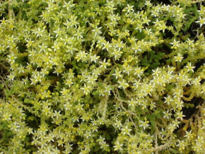 Sedum acre