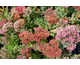 Sedum spectabile Carl