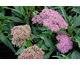 Sedum spectabile