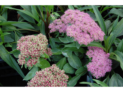 Sedum spectabile