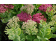 Sedum spectabile Neon