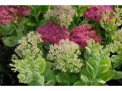 Sedum spectabile