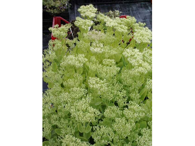 Sedum spectabile