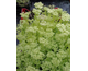 Sedum spectabile Star Dust