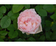 Rosa Sharifa Asma