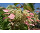 Schizophragma hydrangeoides Rose Sensation