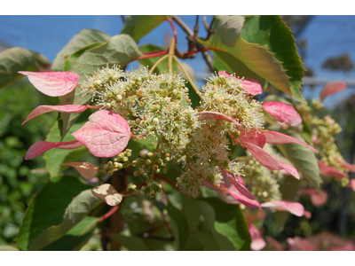 Schizophragma hydrangeoides